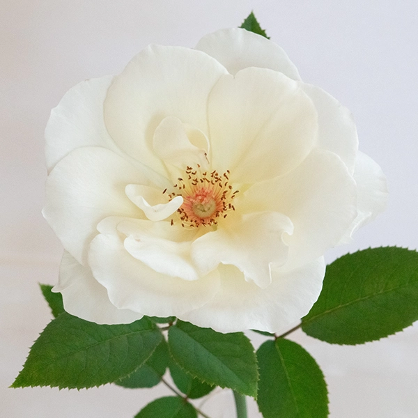 品種名COMING SOON